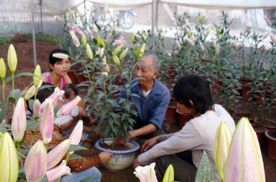 Ngày áp tết ở vùng chuyên canh cây cảnh Khoái Châu, Văn Giang